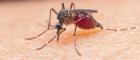 Malaria mosquito 700x300