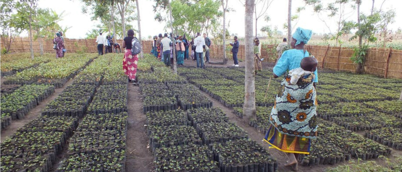 A community built tree nursery in Chikwawa District, Malawi is one example of sustainability in action