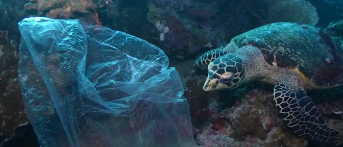 A turtle and a plastic bag