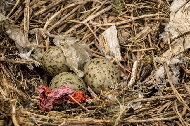 Herring gull nest with plastic 650