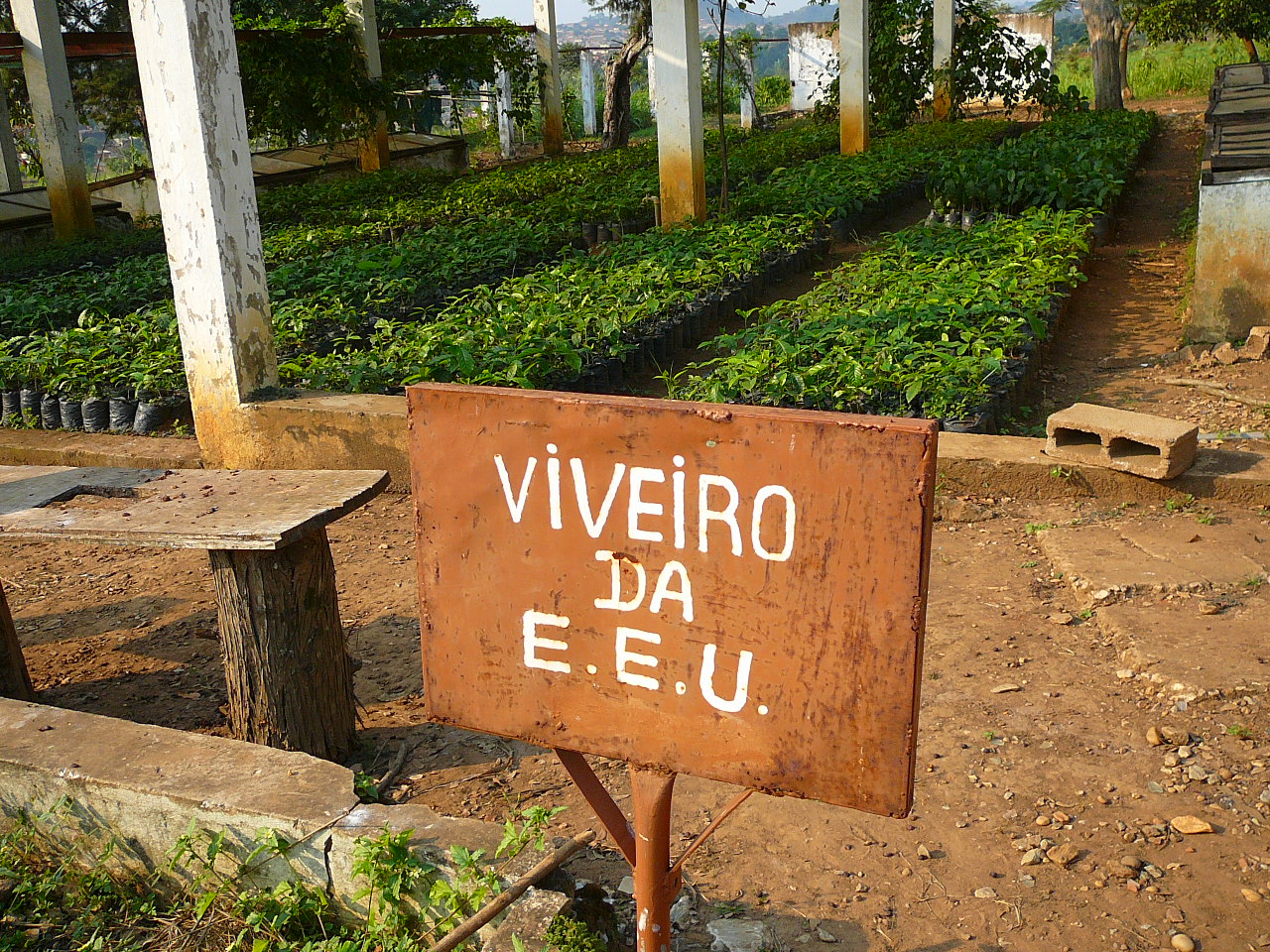 Coffee nursery in Uige, Angola