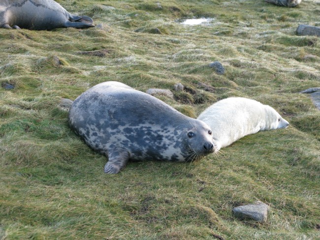 Grey seal mother and pup (2) credit Patrick Pomeroy