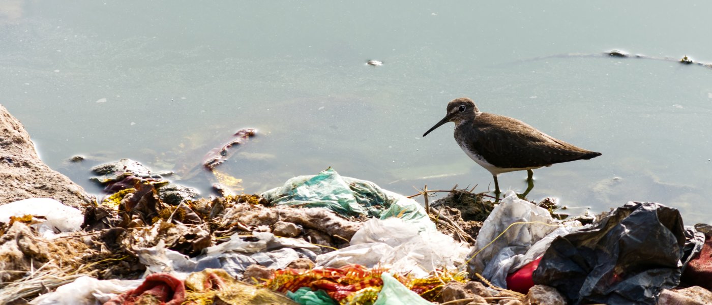 Seabird on a rubbish strewn beach