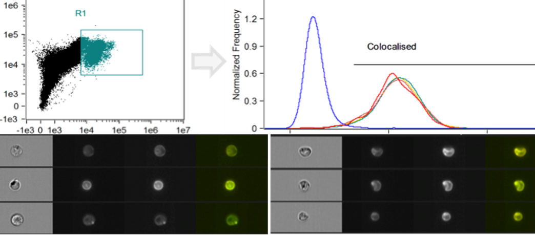 An example of Image Cytometry, by Katie Hughes