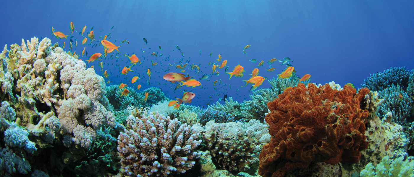 A coral reef with tropical fish