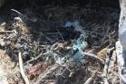 A European Shag nest containing marine plastic litter