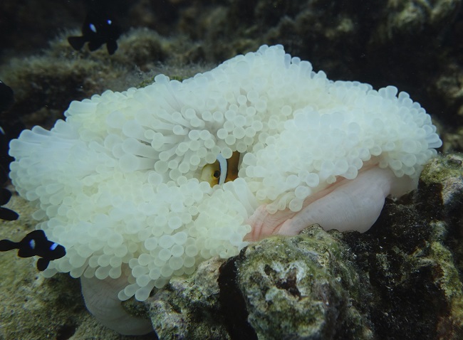 Juvenile clown fish and coral bleaching