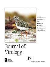 The cover of volume 95, issue 95 of the Journal of Virology, featuring a solitary ruddy turnstone 