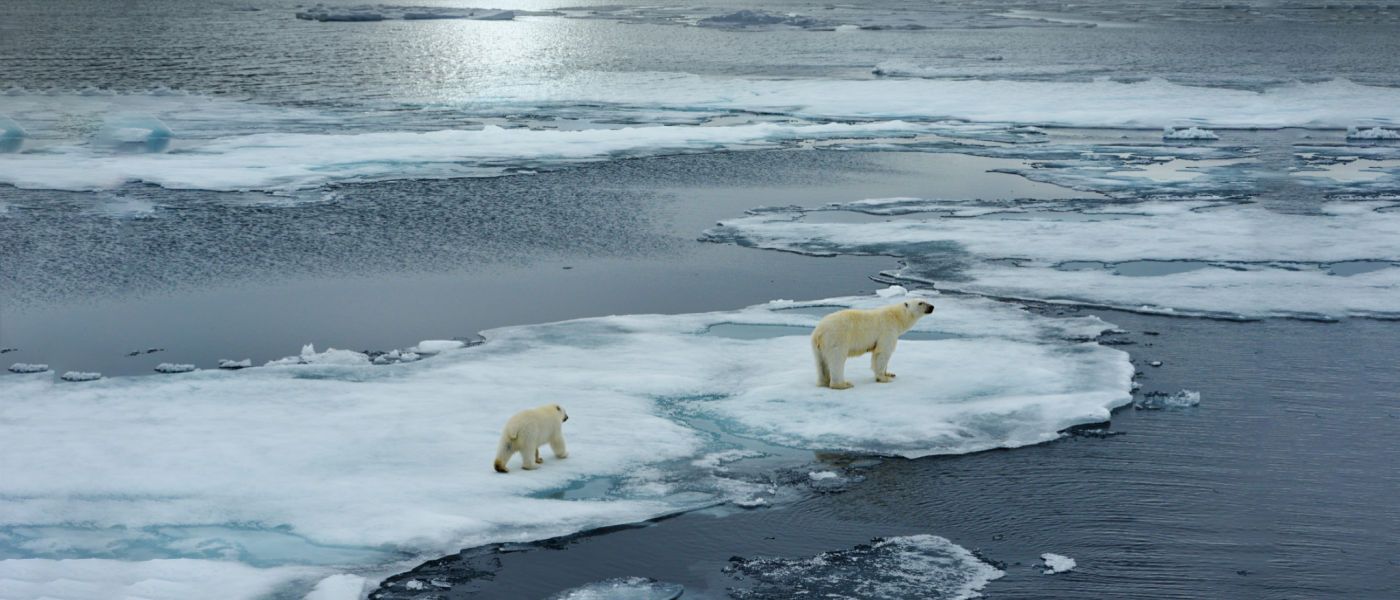 Polar bear sow and cub walk on ice floe in Norwegian arctic waters [Photo: Shutterstock]