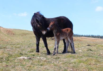 picture of  two Exmoor ponies 