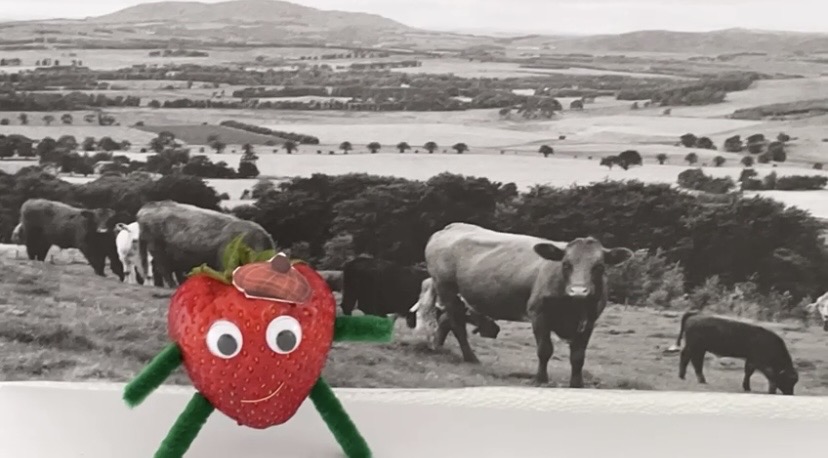 strawberry character with scottish bunnet in front of field of cows