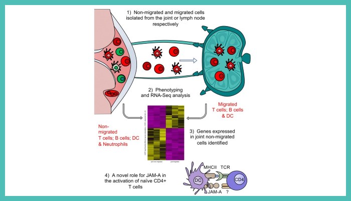 Graphical Abstract showing non migrated and migrated cells isolated from the joint or lymph node