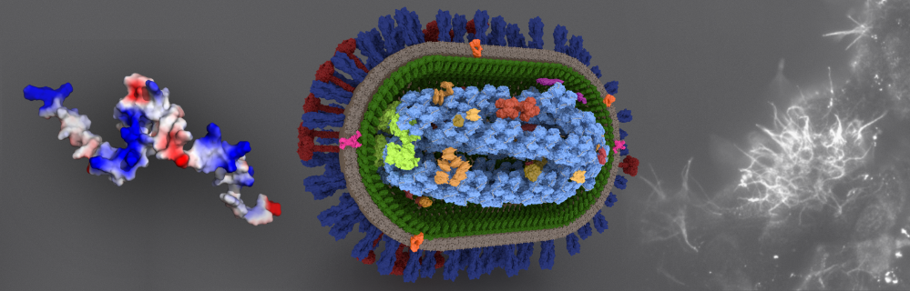 We study influenza viruses at the level of proteins, virus particles, and populations of particles