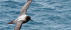 Image of a seabird flying over water