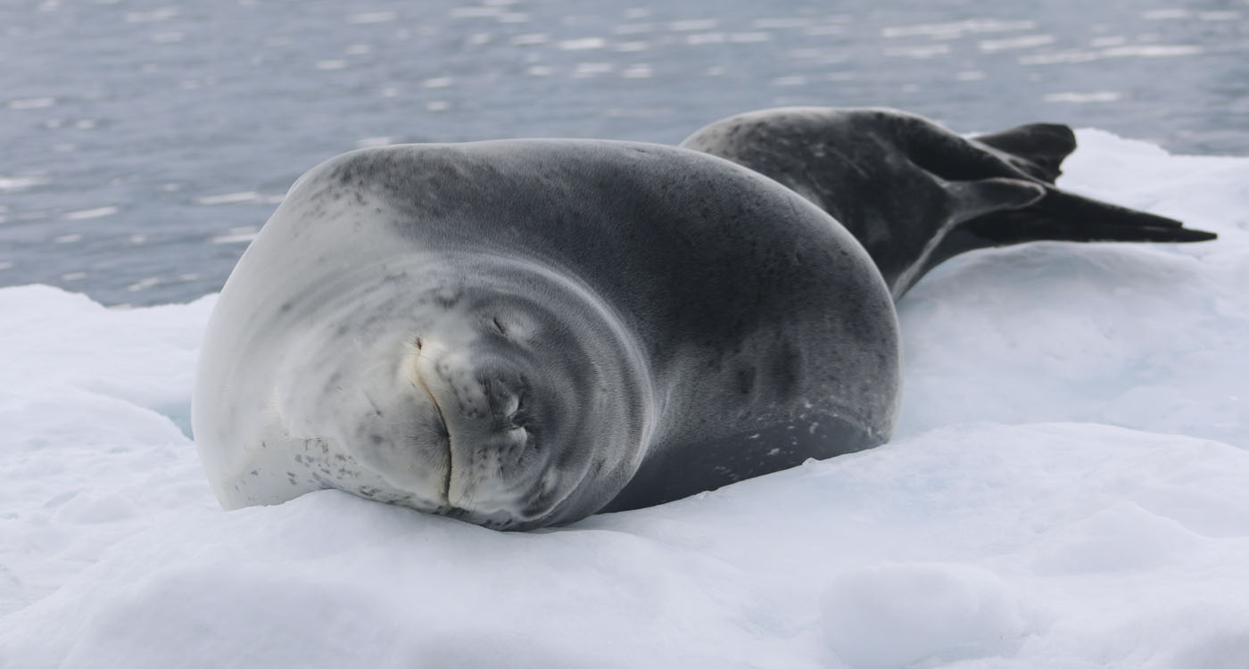 A leopard seal takes a nap