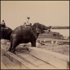 This image is from a photograph album of MacGregor&rsquo;s sawmill in Burma in the collection of Edmiston & Mitchells, timber brokers; Glasgow.  The album has photographs of elephants moving teak logs and squared timbers, bathing in the river, and suffering the indignity (and fear) of being hoisted on board ships.  (GUAS Ref: UGD 169/17/3/16.  Copyright reserved.)