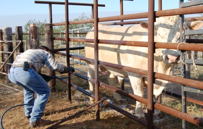 Cow being sprayed with pesticide at Queensland University's Pinjarra Hills campus. Photo by Prof Nick Jonsson.