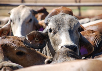 Cattle in Australia