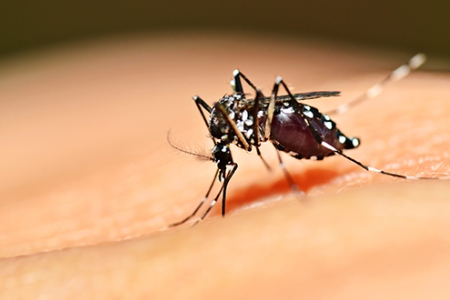 Aedes aegypti mosquito