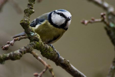 Blue tit 450