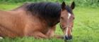 A brown horse lying down on grass