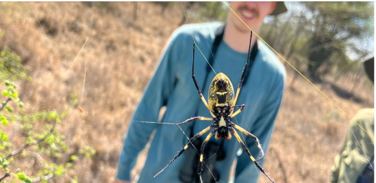 Image of a blurred man with a spider on a web close up in focus