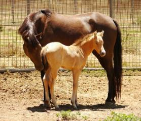 Image of a brown female horse with foal in a field