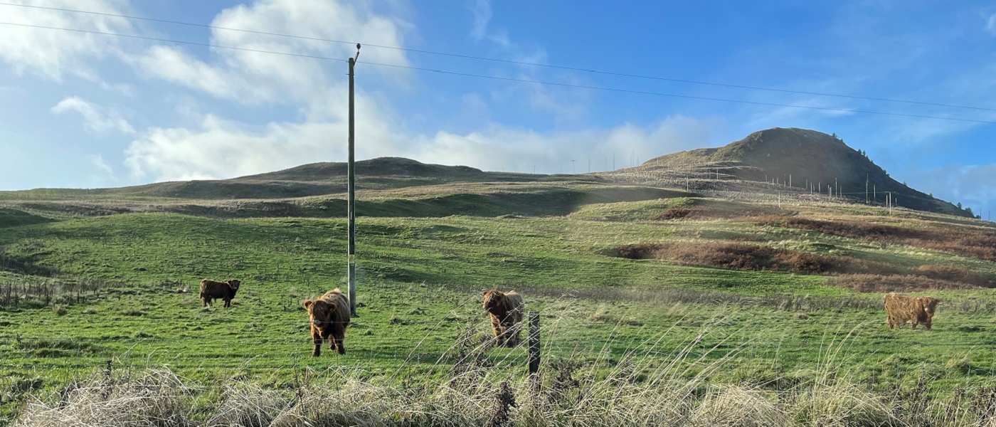 Photo of a field of cows with a hill in the background and blue skies above