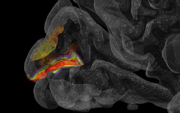 Surface reconstruction of human visual cortex overlaid with grid lines depicting cortical depths from superficial (red) to deep (purple) layers, from which task-related activity was acquired using high-field, high-resolution fMRI at 7 Tesla.