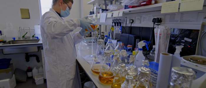 Person wearing white lab coat, blue gloves and blue face mask poring coloured liquid into a container. Lab bench is full of conical flasks with coloured liquid in it. 