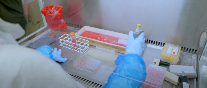 Over the shoulder image of a scientist pipetting pink liquid in a fume hood.