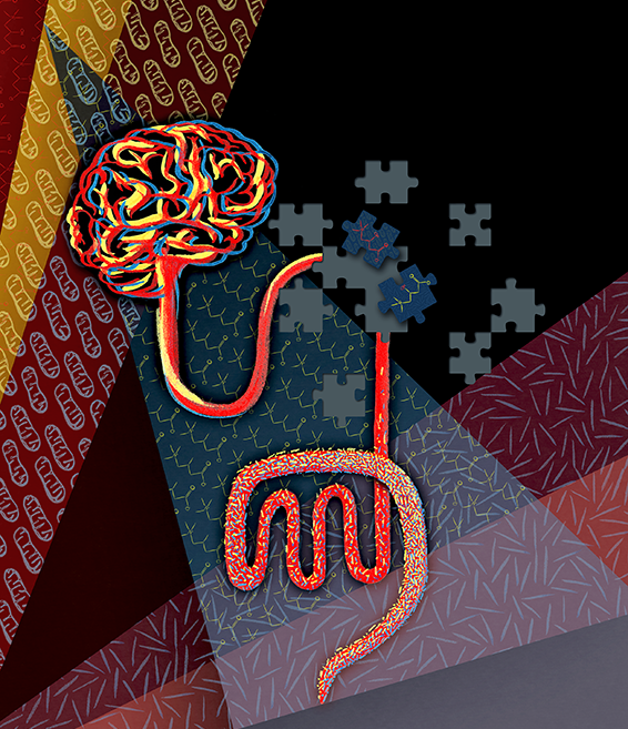 A stylised graphic representing gut microbiome and host physiology