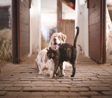 Image of a cross breed white and brown dog with a brown cat