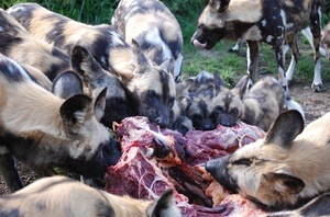 African wild dogs eating