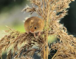 Image of a brown mouse in a wheat field