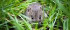 Image of a woodland mouse in grass