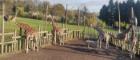 A group of giraffes at Blair Drummond Safari Park