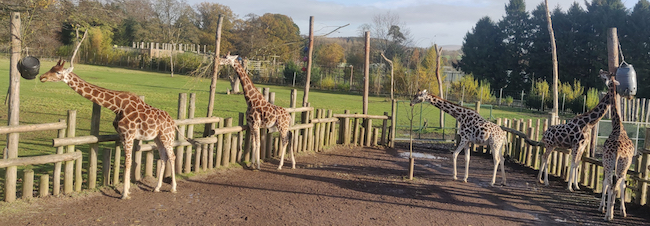 A group of giraffes at Blair Drummond Safari Park