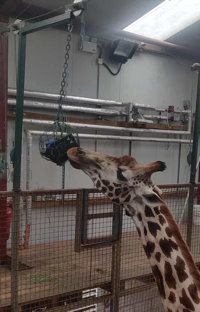 A photo of a giraffe interacting with one of the prototype interactive systems