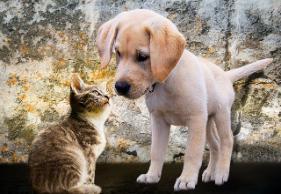 Image of a golden lab pup and a grey kitten