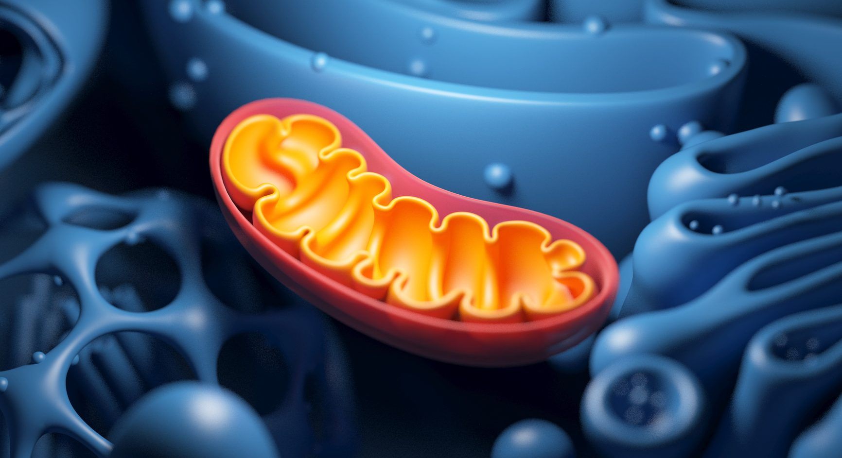 An illustration of mitochondria