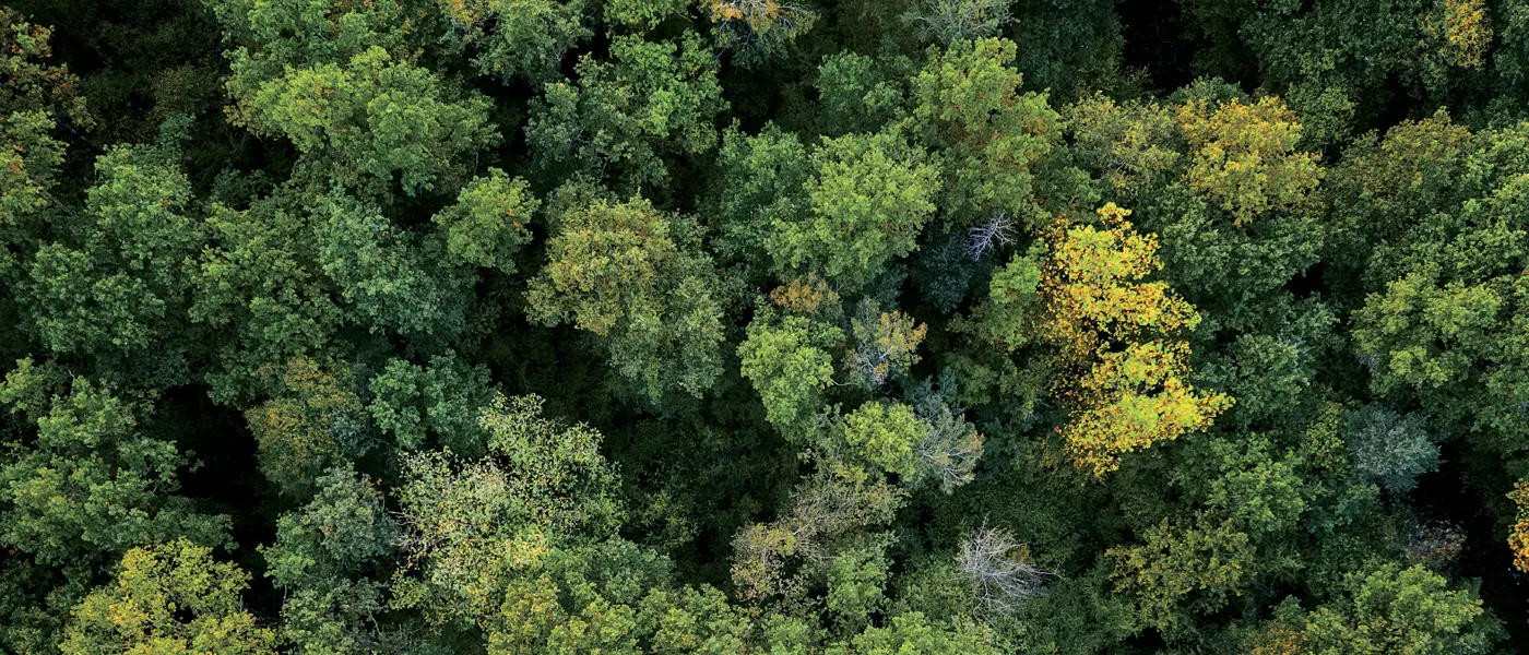 aerial shot of forest