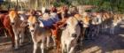 Image of a herd of cows