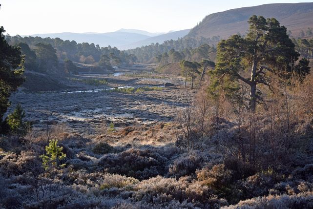 Regenerating Pine Forest, National Trust for Scotland, Mar Lodge, Scotland