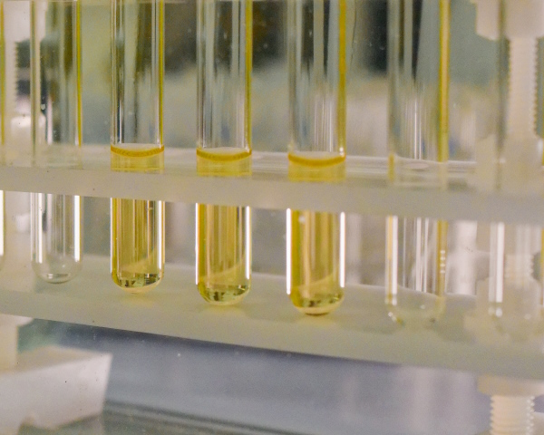 Stable Isotope Biochemistry