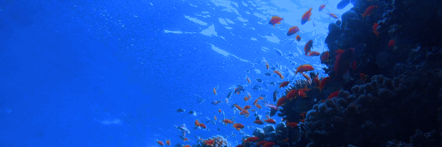 Image of coral reef with orange fish in Egypt