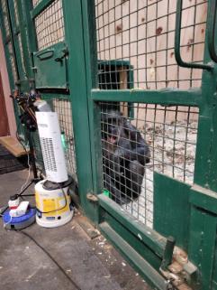  a chimpanzee heating device