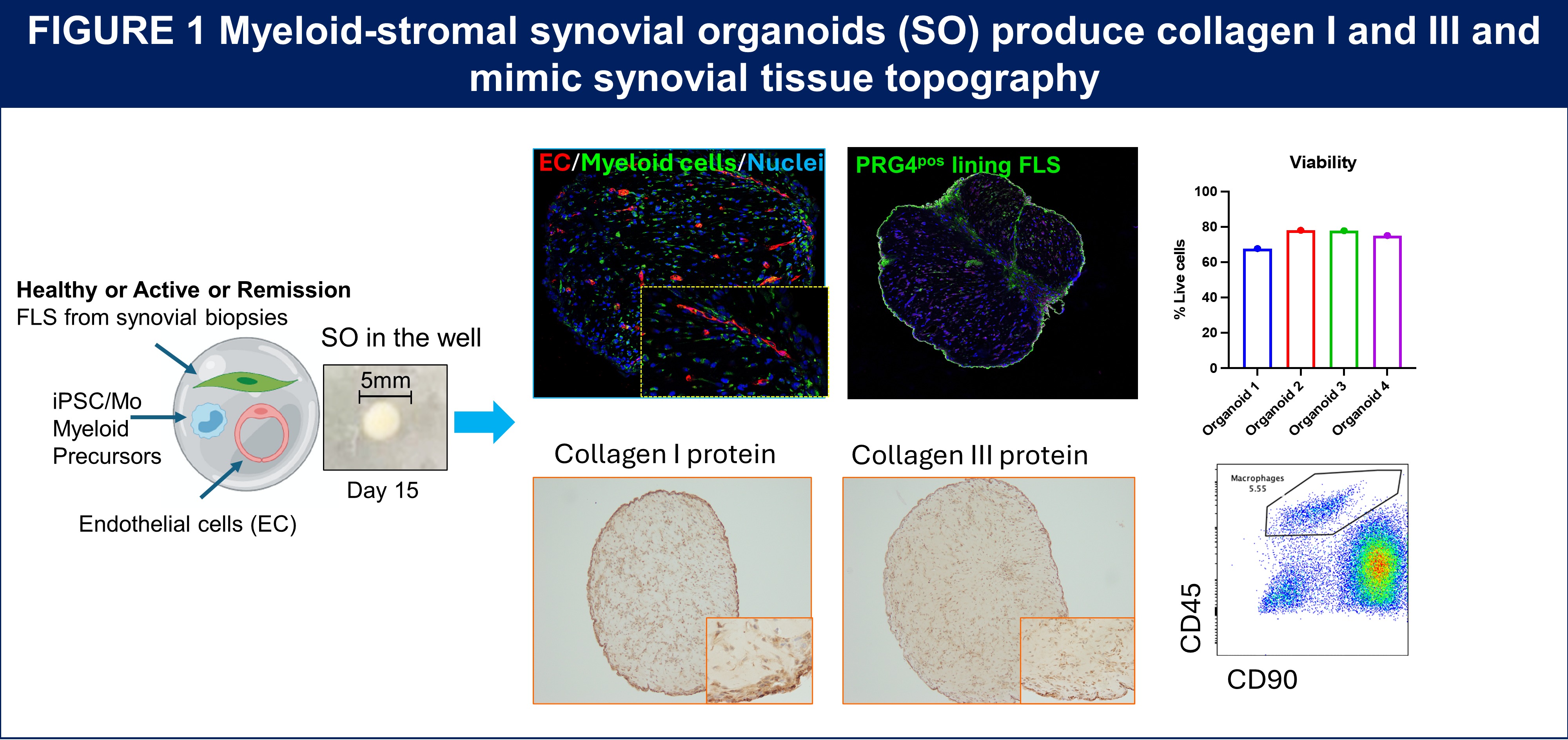 A figure showinf Myeloid-stromal synovial organoids (SO) produce collagen I and III and mimic synovial tissue topography 