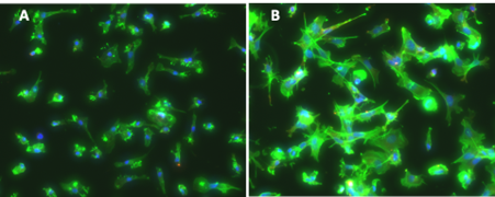 A microscopy image showing F-actin cytoskeleton and cell morphology after PIEZO1 activation in iPSC-derived macrophages, which resemble the embryonal-derived tissue resident macrophages (B), compared to vehicle control (A)