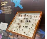 Museum exhibit containing bugs with a panel explaining the effects of climate change